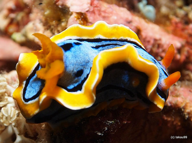 Chromodoeis annae<br />アンナウミウシ