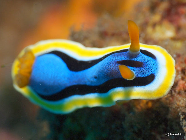 Chromodoeis annae<br />アンナウミウシ