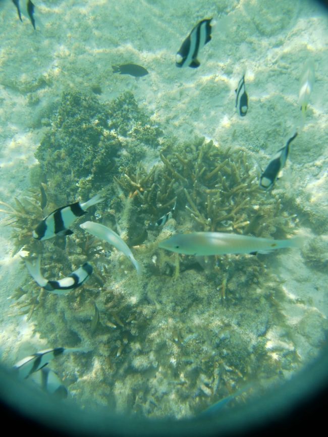 シュノーケリングおもしれ〜〜。