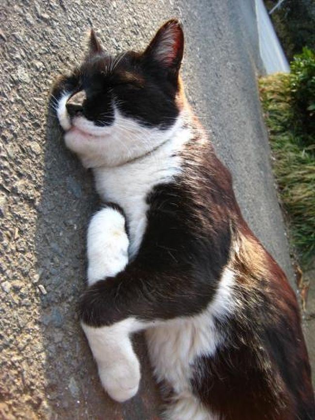 江ノ島の猫 藤沢 江ノ島 神奈川県 の旅行記 ブログ By あんみつ姫さん フォートラベル