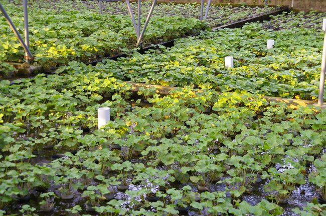 わさびの郷<br />