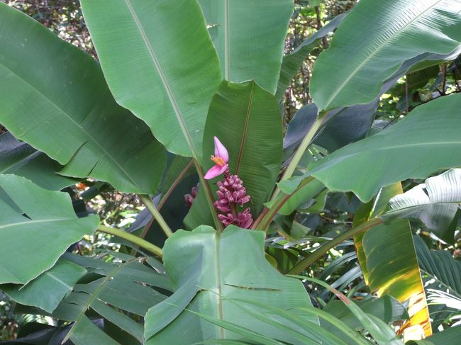 バナナの花です。<br /><br />りりこは植物に詳しい方でした。