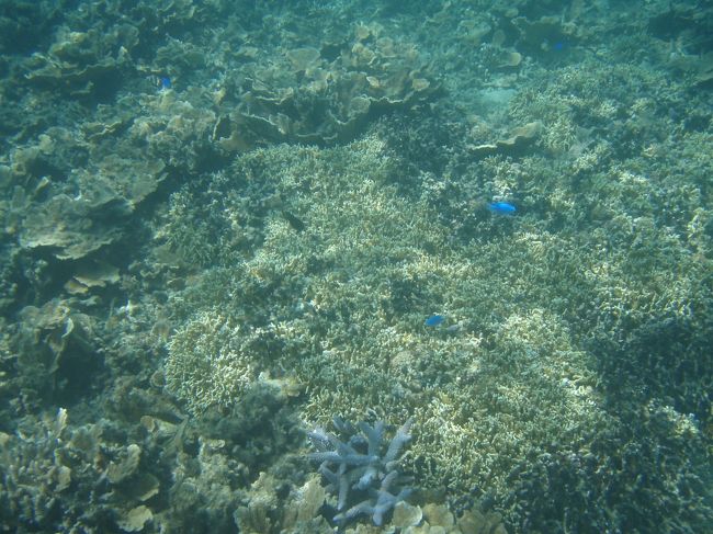 早速シュノーケリングです。<br />珊瑚がいっぱいあって感動。夢中で泳ぎました。