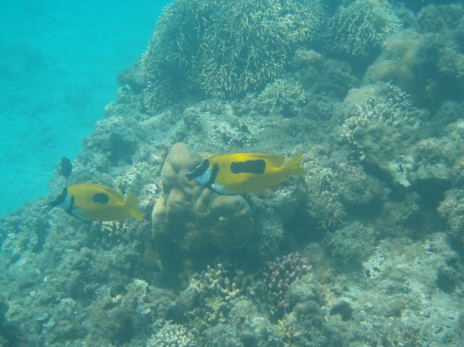 お魚も結構います。<br />ただ、餌付けされてるのかな？と思われる行動も･･･<br />何も食べ物を持っていないのに指先をつつかれました。