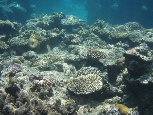 珊瑚はやっぱりビーチより元気みたいです。<br />深さもあるので泳ぎやすいです。