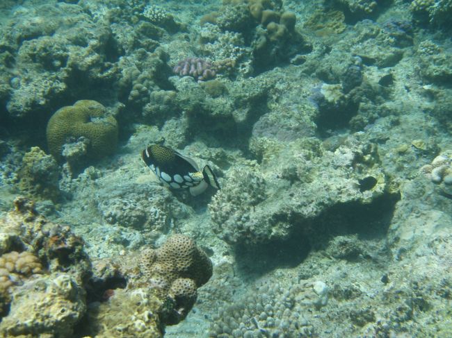 ただ、お魚は少なめでした。<br />唯一モンガラカワハギを見たくらい？<br />