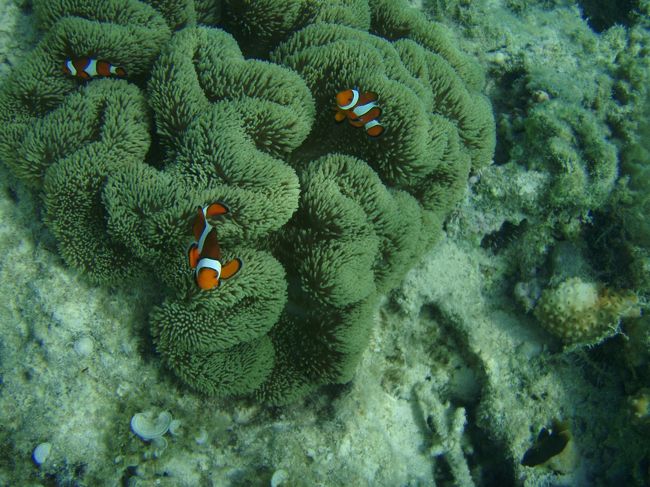 クマノミも写真に収めることができました。<br />結構攻撃的だったなぁ…