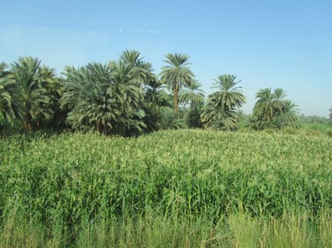 緑が広がる一帯。