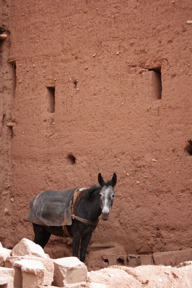 10Dhを支払って中に入ることもできます。<br /><br /><br />私たちも、もちろん中に入ってみることに。<br /><br /><br /><br />入口付近ではロバくんがお出迎え。<br /><br /><br /><br />