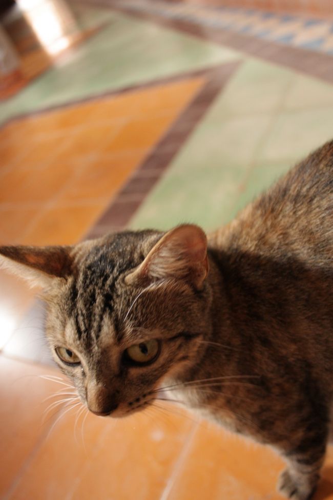 　　<br /><br /><br />ここの猫は、キリッっとしていて、モザイクタイルの床とぴったりです☆
