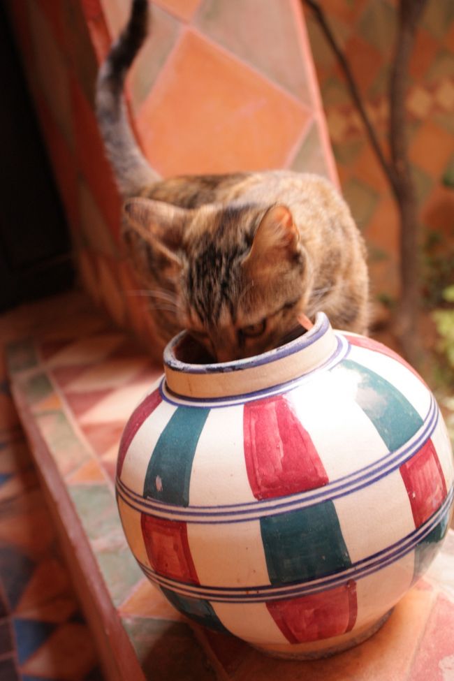 　<br /><br />こんなオシャレな壺から水を飲んじゃいます。<br /><br /><br />タイルの床はひんやりしていて、気持ちよかったです。<br /><br />やっぱり、暑い地域ならではの知恵なのでしょうか。