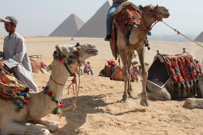 ラクダはお洒落です。