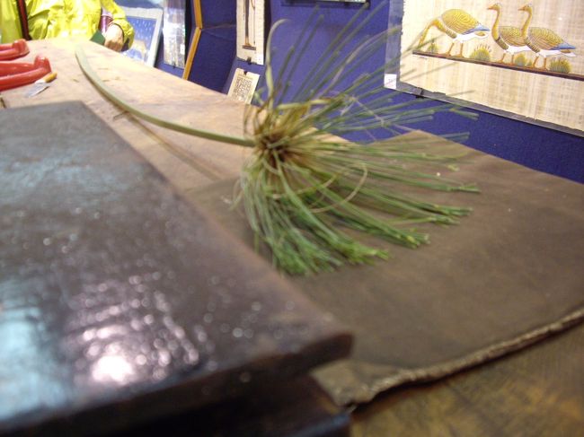 パピルスです。<br />これで紙を作ろうという文明は素晴らしい。