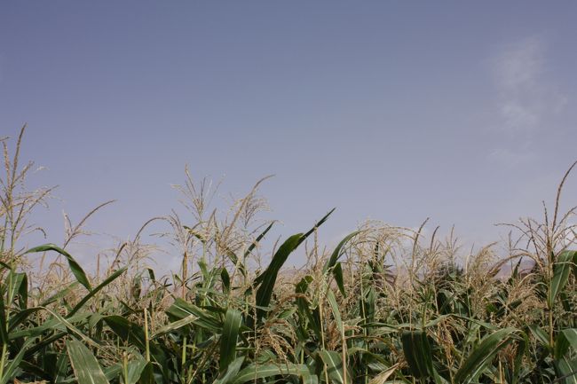 さっきまでの荒涼とした風景が嘘のように、緑が生い茂っています。