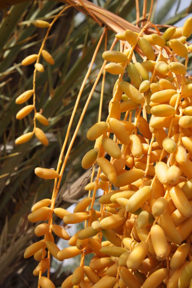 <br />なんだか分かりませんが、南国を思わせる色合い。<br /><br />水があるって素晴らしい！