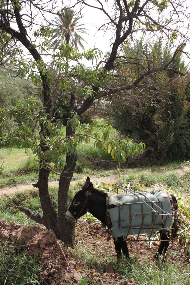 ぎゃお！<br /><br />またまたロバくん発見！！<br /><br /><br />太陽の光が降り注ぐ中での、この哀愁。<br /><br />や〜、萌えます。