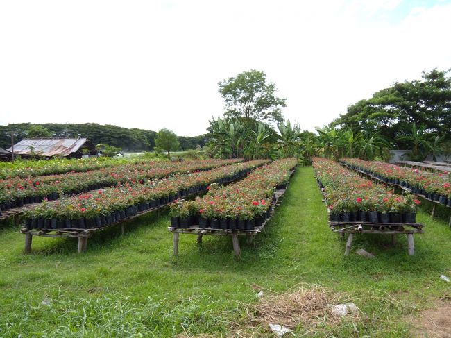 きれいな花畑<br /><br />で、ココはどこなの？<br />迷った・・・<br /><br />もっと奥まで行きたいけれど、不安になってきたので、来た道を戻り、国道まで戻りました。