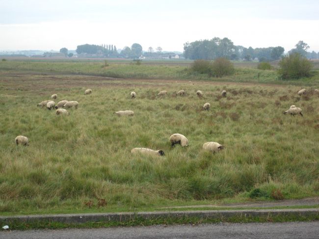 少し晴れたらなあ〜。<br />願うが、雲はあつそう・・・<br /><br />パリは晴れてるだろう。<br /><br />羊は、いつでも見れるという事ではないらしい・・<br />と後で知る。だとしたら、こんな羊の群れはラッキー<br />だったのかしら☆