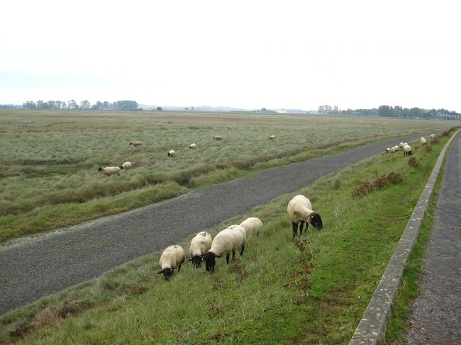 両側にたくさん放牧してた。<br />ただ、草を食べてたな。<br />車が通っても、マイペースだった。