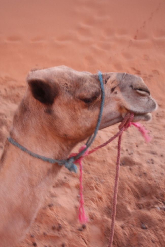 　<br />どうやら、今日はこの子の背中にのせてもらうようです。<br /><br />ねぇねぇ、こっち向いてよ！