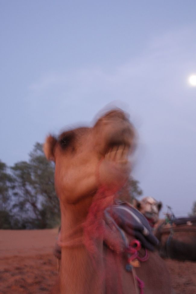 　　<br /><br />ちょっかい出していたら突然の雄叫び。<br /><br />ビックリして、カメラもブレてしまいましたが。。<br /><br /><br />ごめんよ〜。<br /><br /><br />一抹の不安を抱えながらの出発。<br />