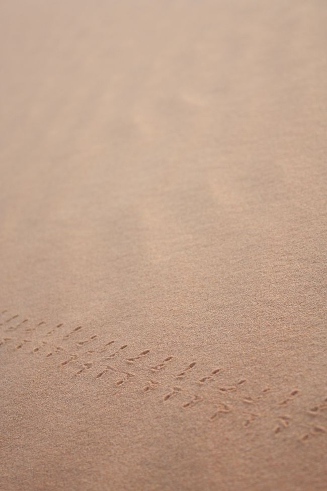 　　<br /><br />足跡を付けるのは人間だけではありません。<br /><br />　<br />