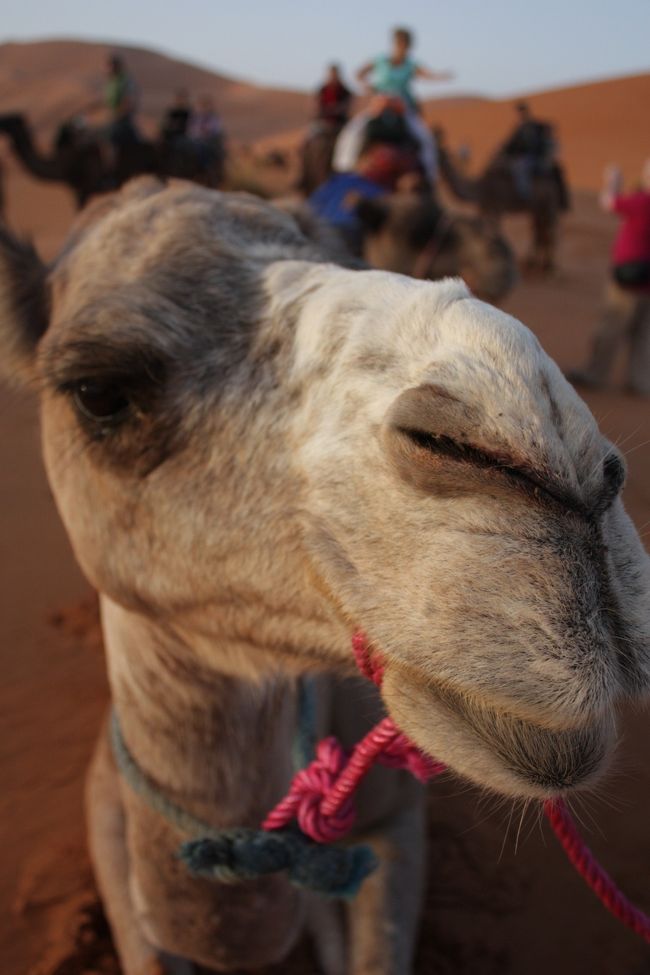 　<br /><br /><br /><br />お待たせ！<br /><br /><br />私が2日目に乗ったラクダちゃんは、白っぽくてとってもかわゆかったです☆<br /><br />体格の大きな男の人には、それなりに大きなラクダを割り振っていました。<br /><br />私は、唯一の日本人女子なので断トツに小さく、ラクダも小さめだったようです。