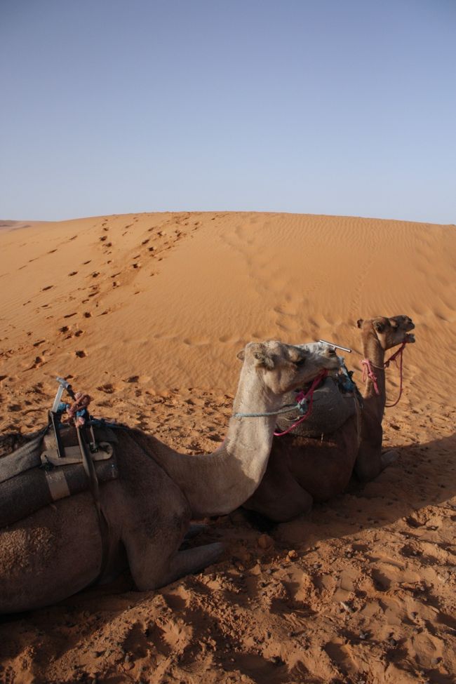 　<br />そっとラクダくんたちを覗きに行くと、仕事終了とばかりに遠くを見つめていました。。<br /><br /><br />私たち一行は8時半にホテルを出発し、来た道をひたすら走り、マラケシュに到着したのは夜の8時でした！<br /><br />マラケシュに到着した時、車の中は大きな拍手に包まれ、みんなで無事の到着と、長い長い旅の終わりを抱き合って喜びました！！