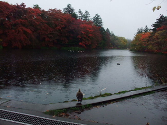 紅葉をみに軽井沢へ行こう 雲場池と旧碓氷峠 軽井沢 長野県 の旅行記 ブログ By Aun工房さん フォートラベル 紅葉をみに軽井沢へ行こう 雲場池と旧碓氷峠 軽井沢 長野県 の旅行記 ブログ By Aun工房さん フォートラベル