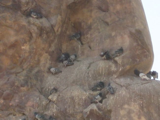 肩にハトさんがたくさんいます。<br /><br />なんだか穏やかな気持ちになります。