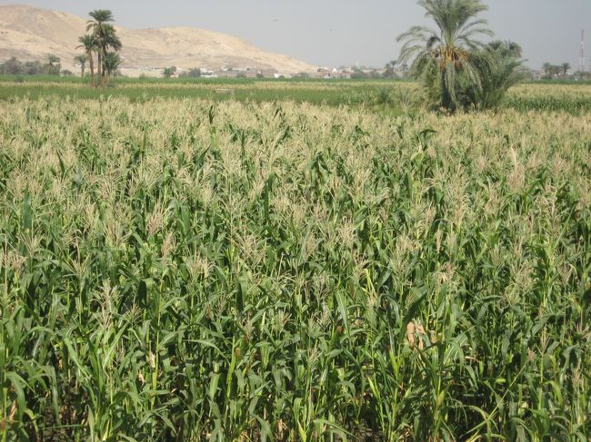 周りはサトウキビ畑なのです。<br /><br />ね、長閑でしょ。