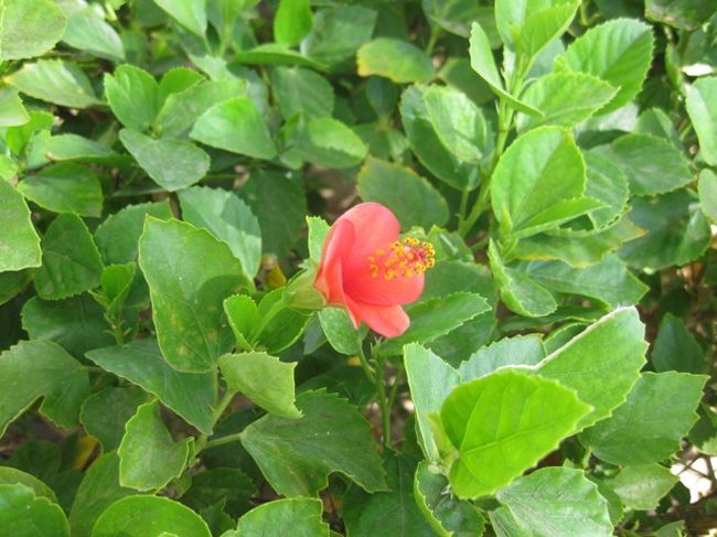 アスワンハイダムに咲いていた花<br /><br />すみません。花の名前が分かりません。