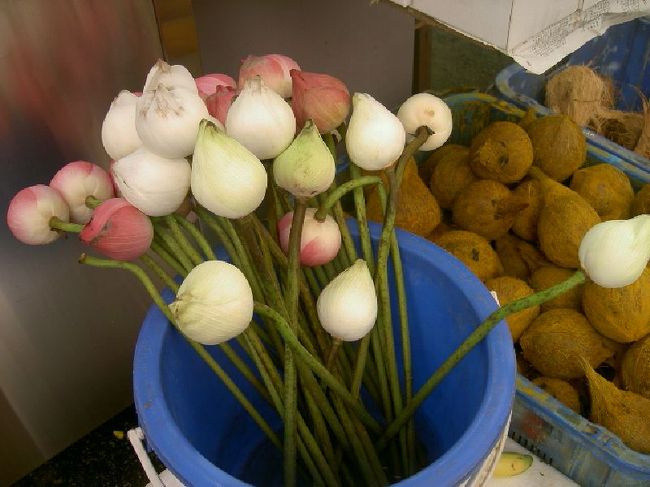 チューリップと思いきや？なんだろうこれ？球根？