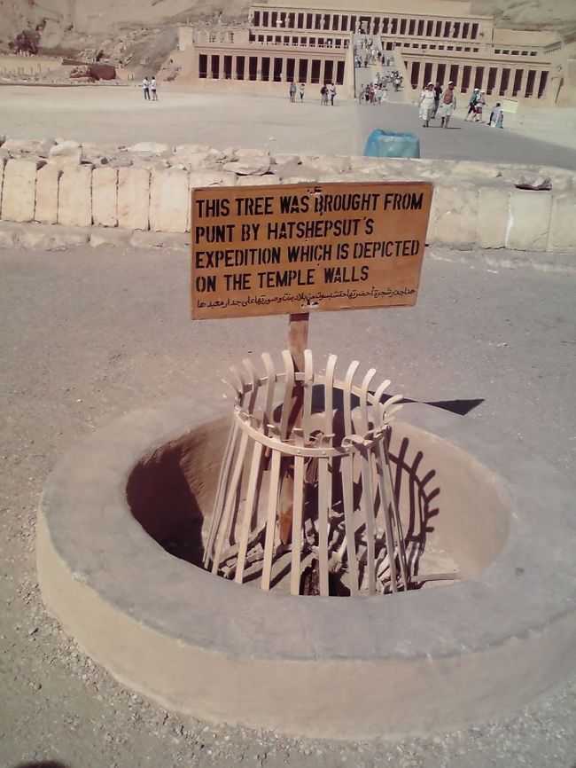 ヘナの木だったか、レバノン杉だったか・・。