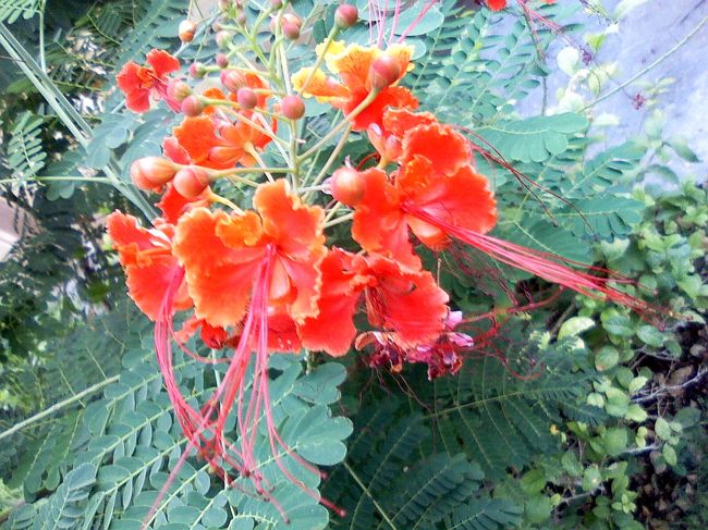 お花もキレイ。<br />変わった形のお花でした。