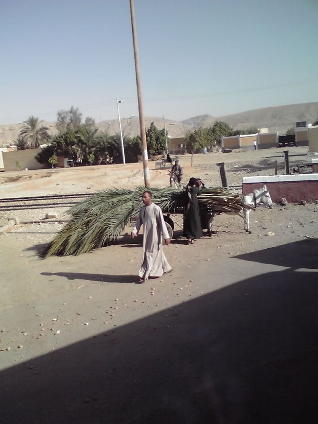 ルクソールからエドフに向かう途中、<br />踏切があって、バスがずっと停車。<br /><br />電車が来るのかなぁと待ってる最中に、<br />ロバさんがパピルスの葉っぱを摘んで歩いてました。<br />この光景は本当によく見かけました。