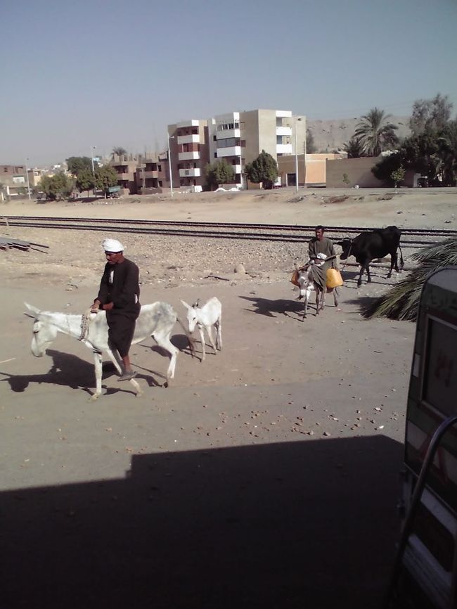 牛も線路を渡ってきました。