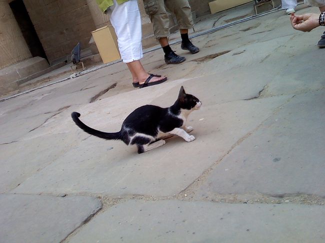 にゃんこもいました。