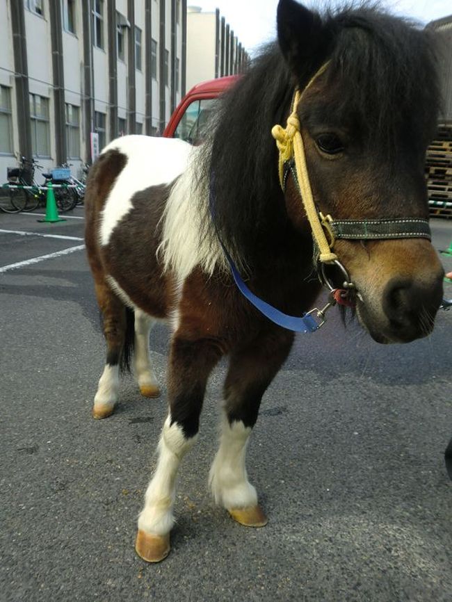 ミニチュアホースはゆるキャラではありません！