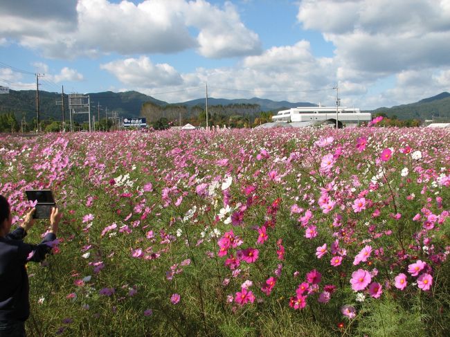 800万本のコスモスが咲き誇る丹波亀岡夢コスモス園へ行きました。<br />コスモス畑を散策しました。コスモスが満開です。<br />見ごろの時期がずれているようです。