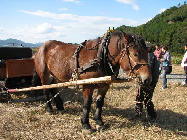 トロッコ亀岡駅から保津川下り乗船場に行くそうです。