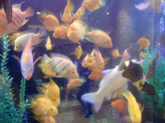 ホテルリスボアの有名なものの1つ、グランドフロアのお魚さんたち。<br />美しい姿で泳いでいます。<br /><br />このお魚さんを食べちゃう人もいるそうですが・・・。<br />毒とか病気とか、大丈夫なのかな？<br />自己責任でお願いしますね。<br />（お判りいただける方のみご理解ください。）