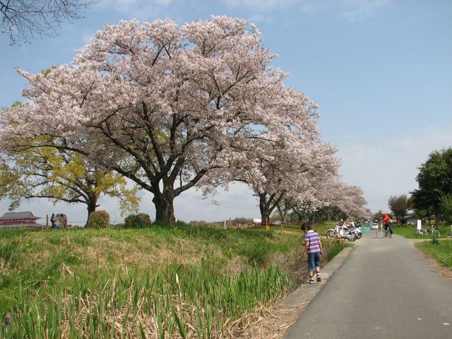 桜並木が続きます。
