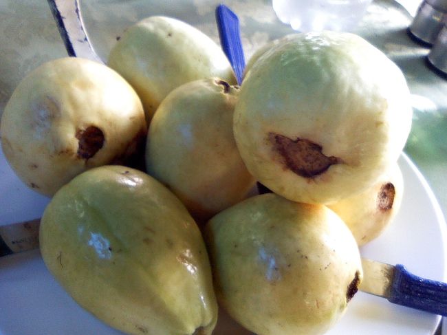 エジプトで一番美味しいと感じたのは、<br />グアバジュースとマンゴジュース(*′v`人)♪<br /><br />でも、このグアバは熟れてなかったから、<br />美味しくなかったです〜〜。。