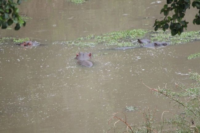 かばの目・・・