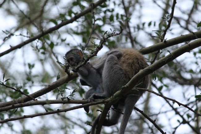 モンキーの赤ちゃん