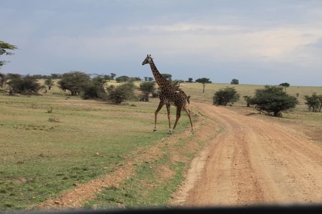 そしたら走り出してすぐに「ジラーフ！！！」とガイドさんが。<br /><br />キリンが道路を横切る!!<br />おおお！！！<br />感激でテンション上がります