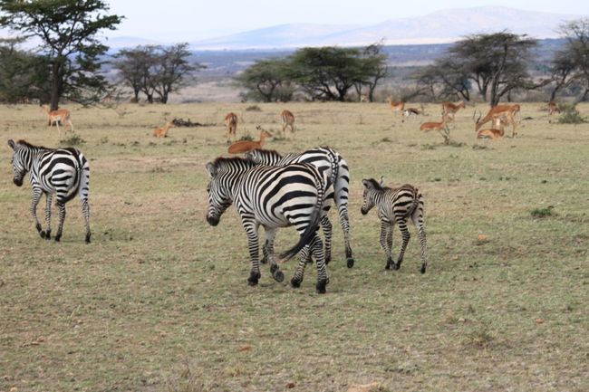 『シマウマ』<br /><br /><br />