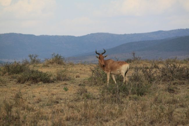 『インパラ』のオス<br /><br />１回のジャンプで10ｍ飛ぶらしい
