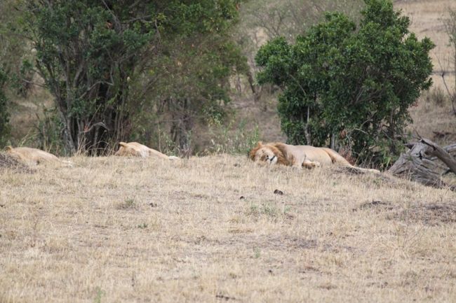 『ライオン』<br /><br />昼寝中です<br /><br />狩りは朝なので、それ以外の時間は意外とらいおんはまったり過ごしています。<br />でも、強いからこそ無防備に堂々と寝れる世界